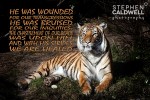 Animals: Tiger - Isaiah 53v5 - Sunday School Prize
